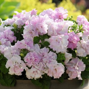Петуния Doble Cascade Orchid mist 2